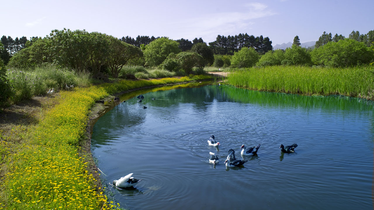 Enten auf dem See der Laguna de Valleseco