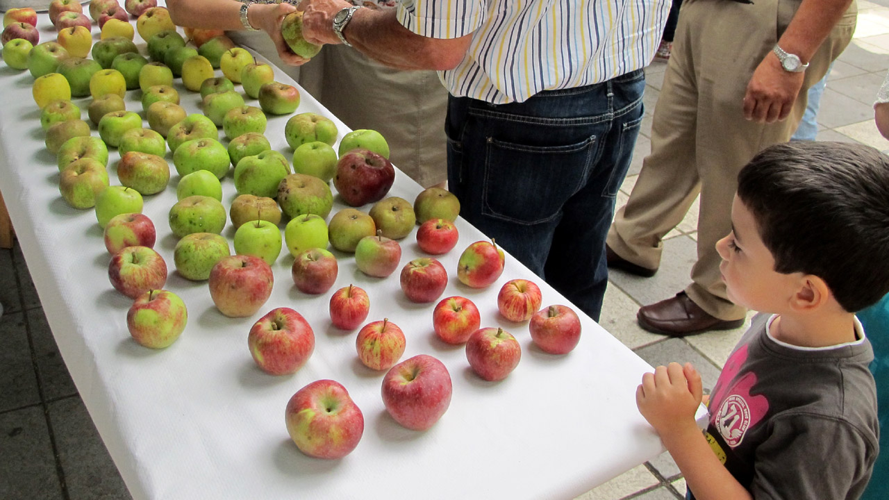Exposición de manzanas en Valleseco