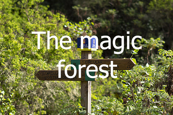 The magic forest